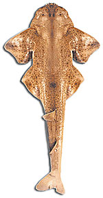 Monkfish
